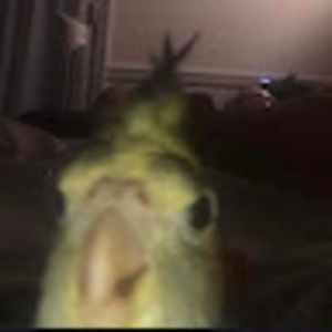 Meet your Posher, Lilli